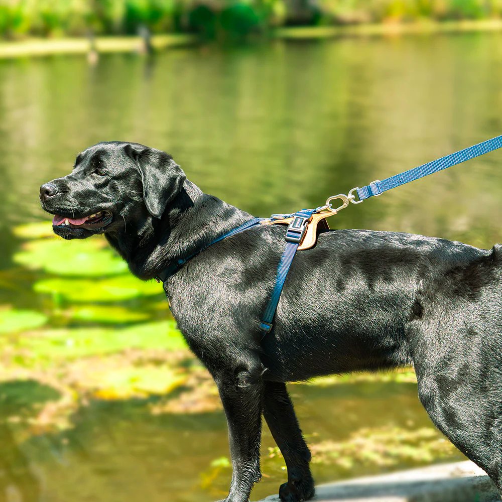 HiDream | Easy Walk Dog Harness & Leash Kit - DONUTNESTHiDream | Easy Walk Dog Harness & Leash Kit