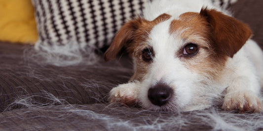 Unlocking the Mystery: 10 Reasons Your Dog Might Be Losing Hair - DONUTNEST
