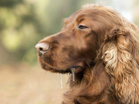 Why Is My Dog Excessively Drooling? Common Causes and Solutions - DONUTNEST