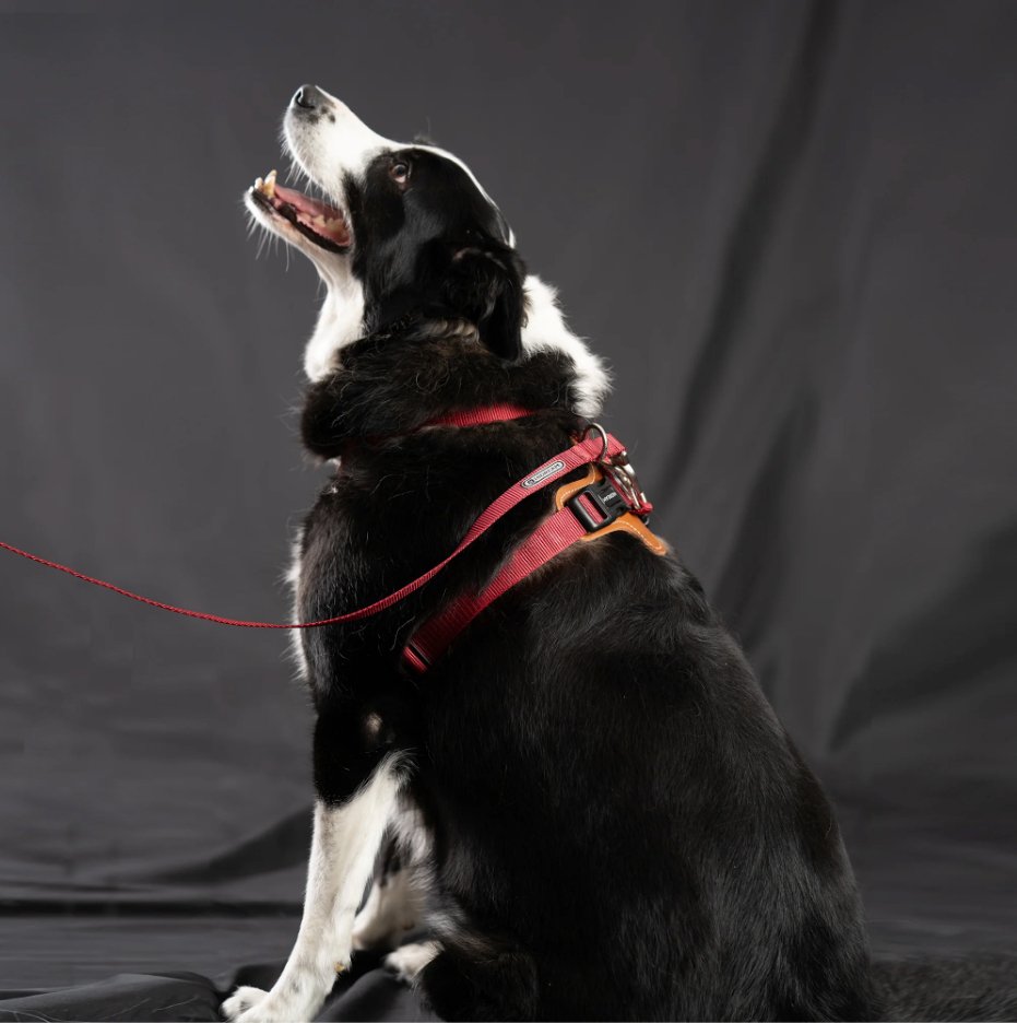 HiDream | Easy Walk Dog Harness - DONUTNESTHiDream | Easy Walk Dog Harness