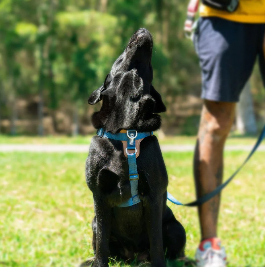 HiDream | Easy Walk Dog Harness - DONUTNESTHiDream | Easy Walk Dog Harness