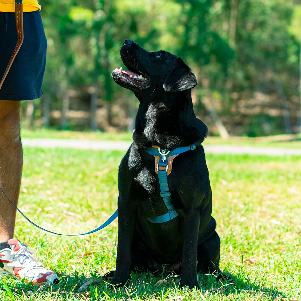 HiDream | Easy Walk Dog Harness & Leash Kit - DONUTNESTHiDream | Easy Walk Dog Harness & Leash Kit